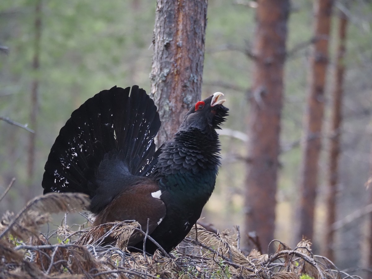 Western Capercaillie - ML620515067