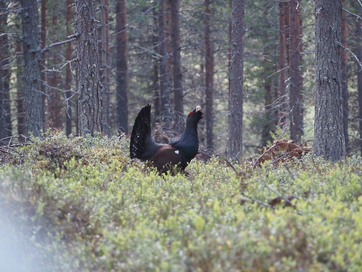 Western Capercaillie - ML620515068