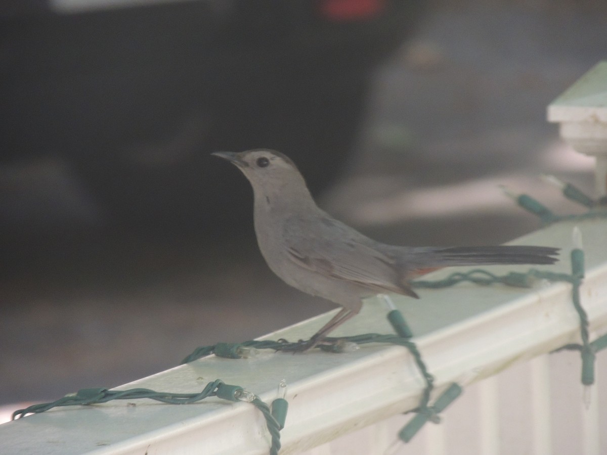 Gray Catbird - ML620515069