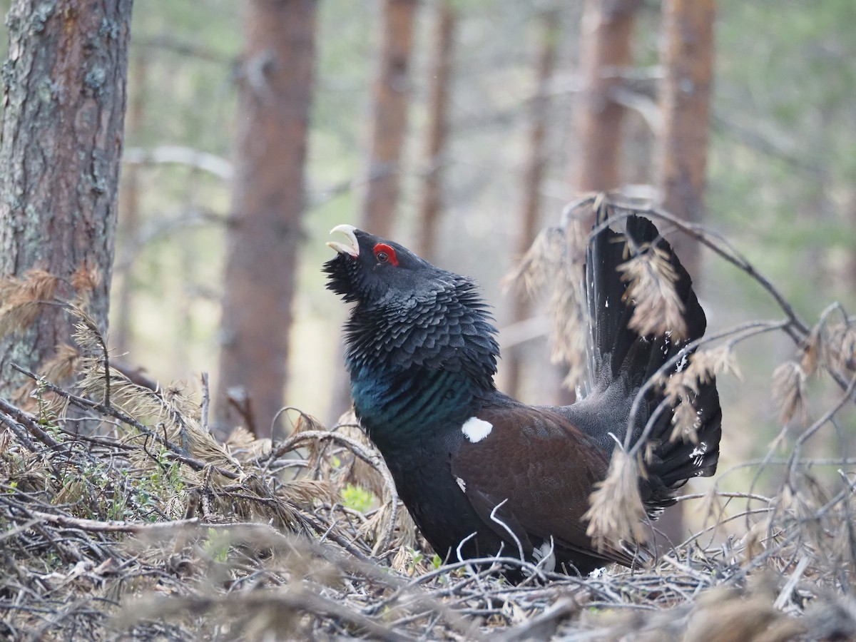 Western Capercaillie - ML620515071