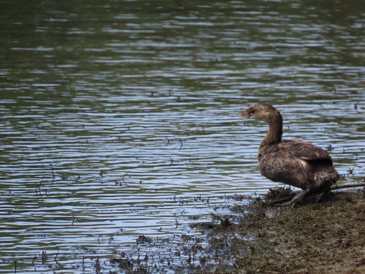 Pied-billed Grebe - ML620515073