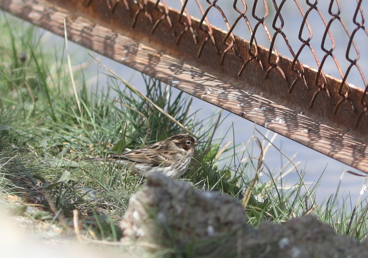 Little Bunting - ML620515077