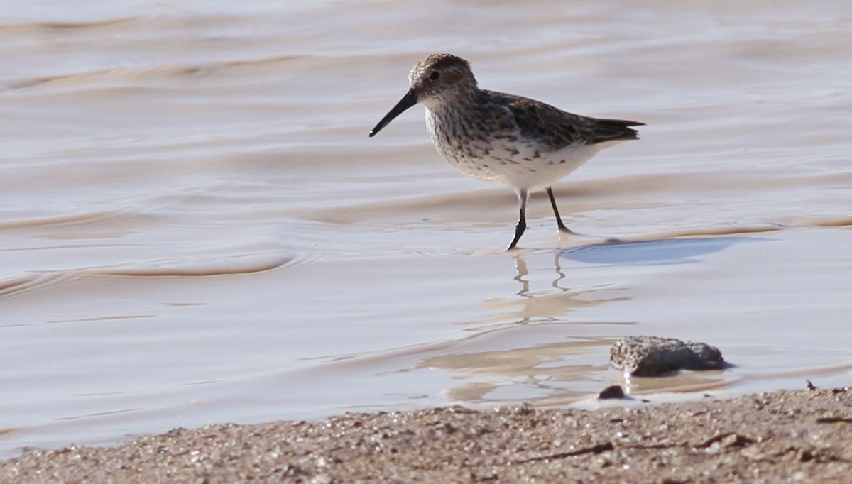 Western Sandpiper - Andrew Theus