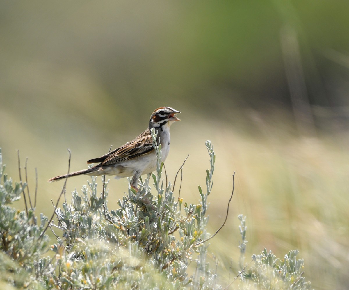 Lark Sparrow - ML620515083