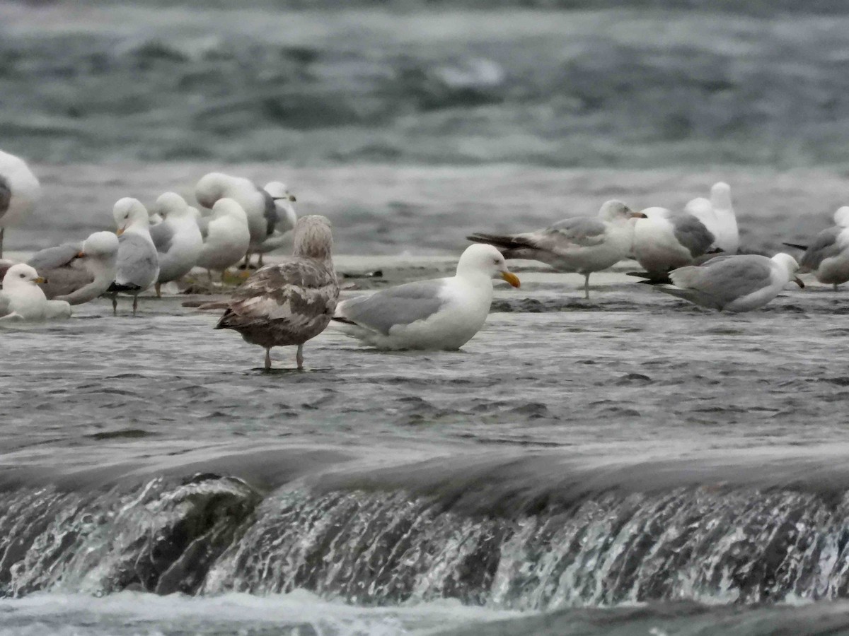 Herring Gull - Marc Belliard