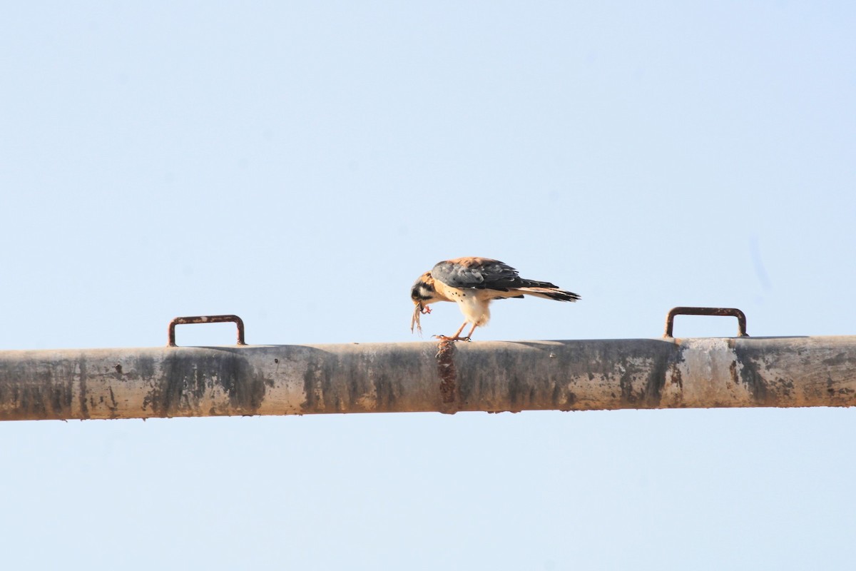 American Kestrel - ML620515086