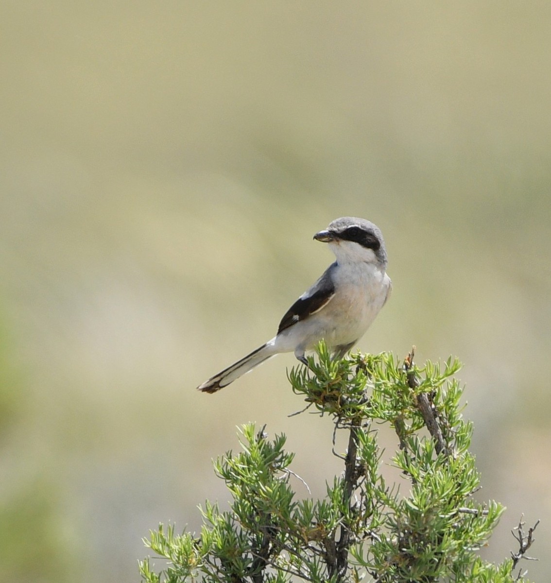 Loggerhead Shrike - Jeff Gardner