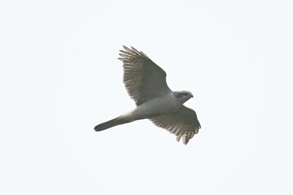 American Goshawk - ML620515094