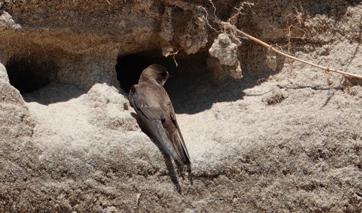 Bank Swallow - ML620515095