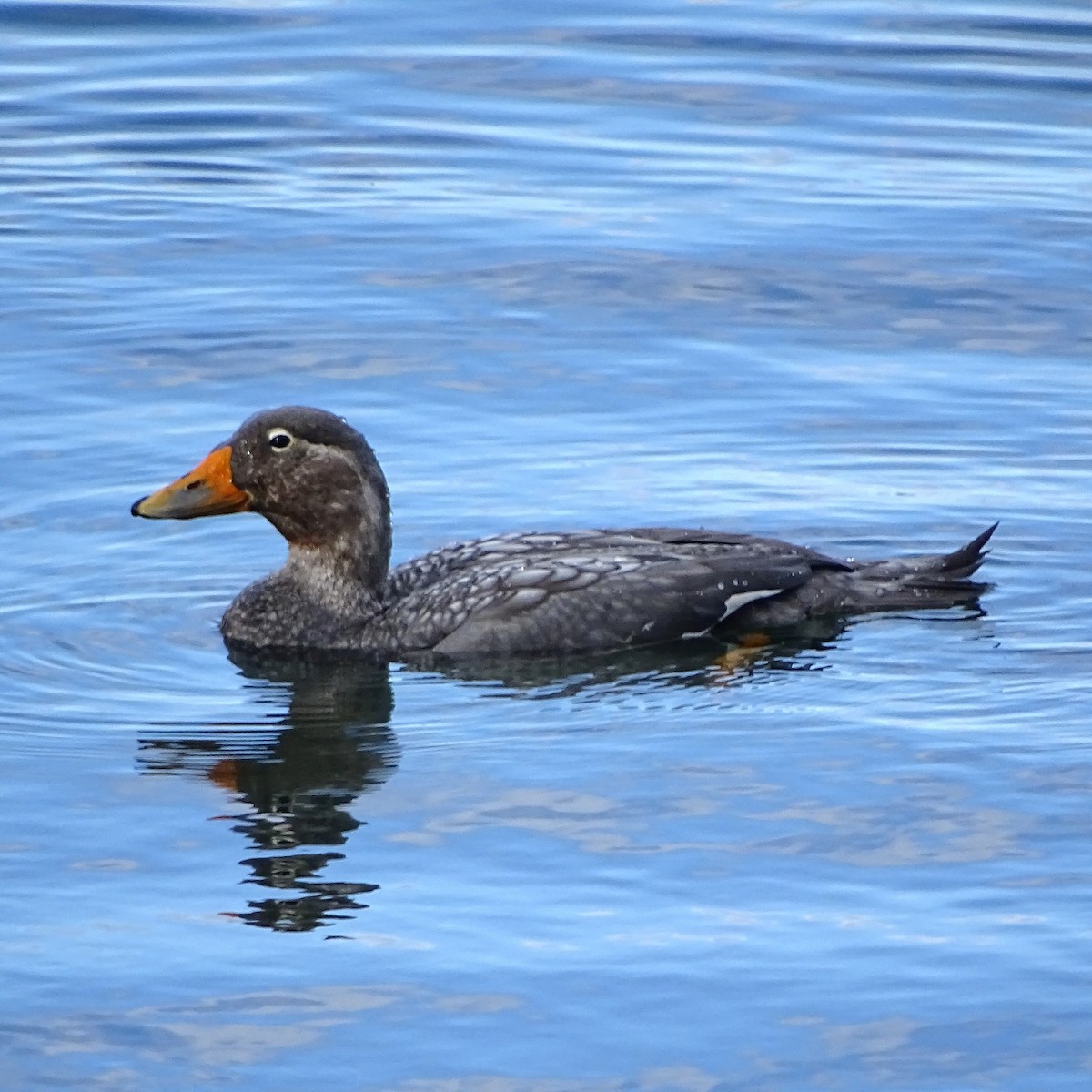 Flying Steamer-Duck - ML620515100