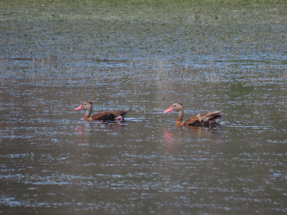 Black-bellied Whistling-Duck - ML620515105