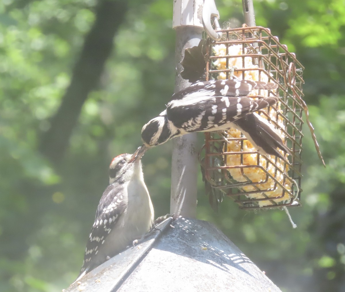 Downy Woodpecker - ML620515108