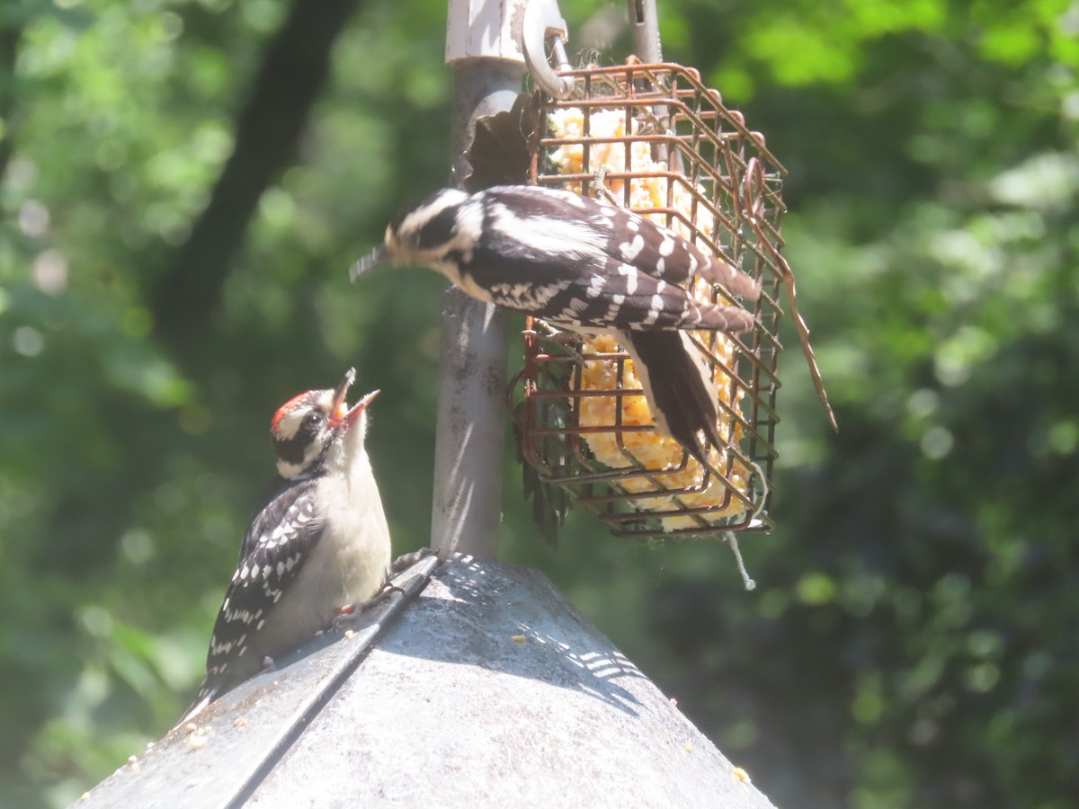 Downy Woodpecker - ML620515109