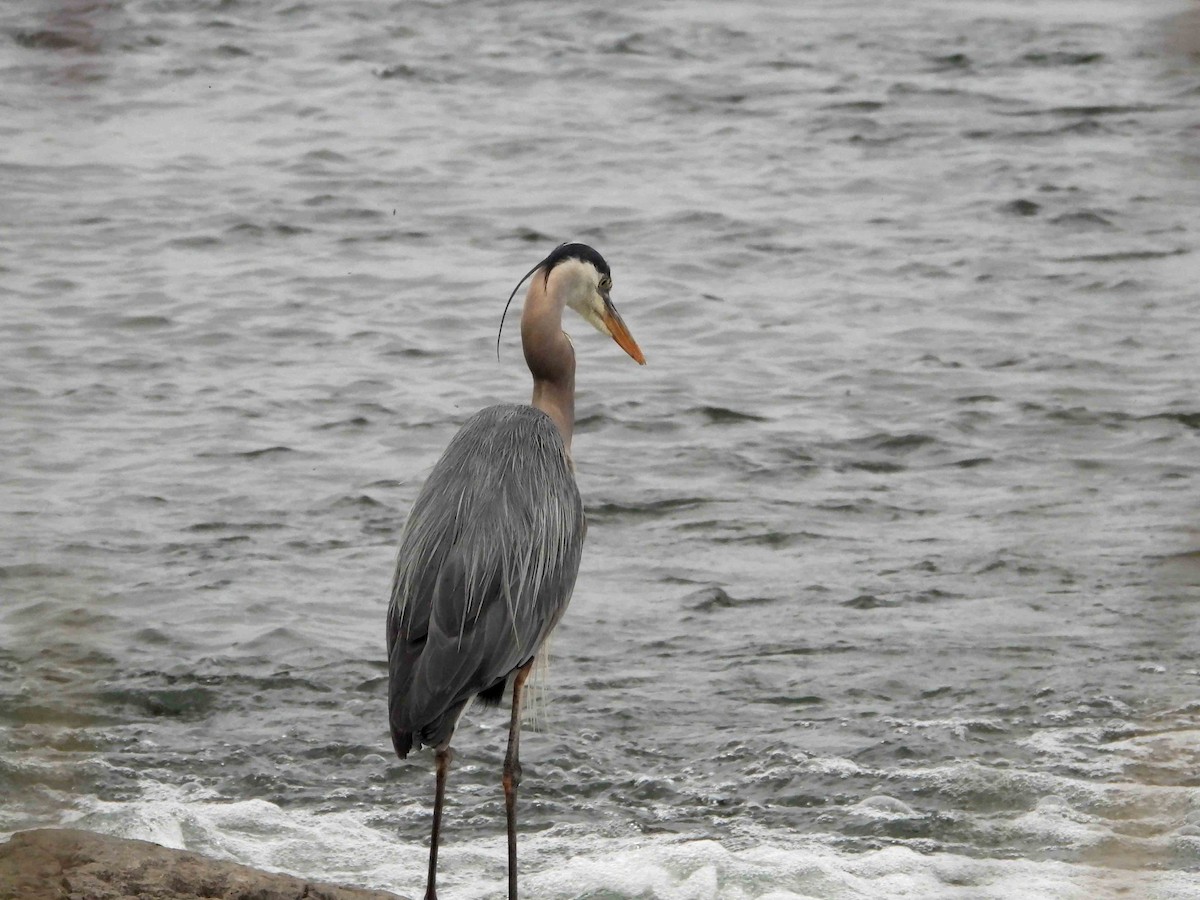 Great Blue Heron - ML620515112