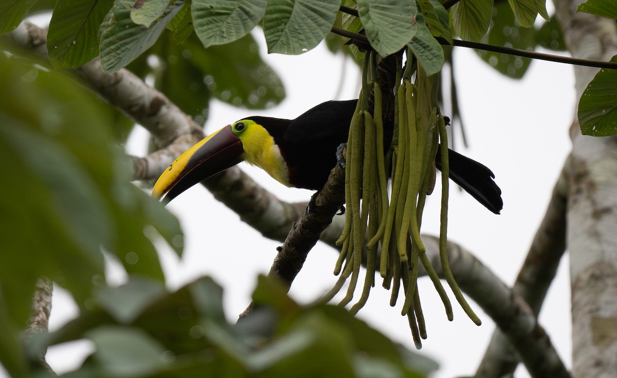 Yellow-throated Toucan - ML620515117