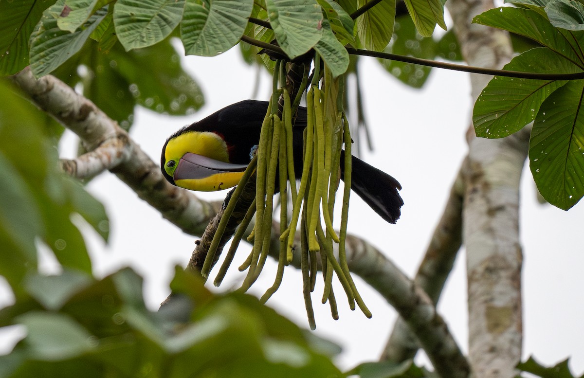 Yellow-throated Toucan - ML620515118