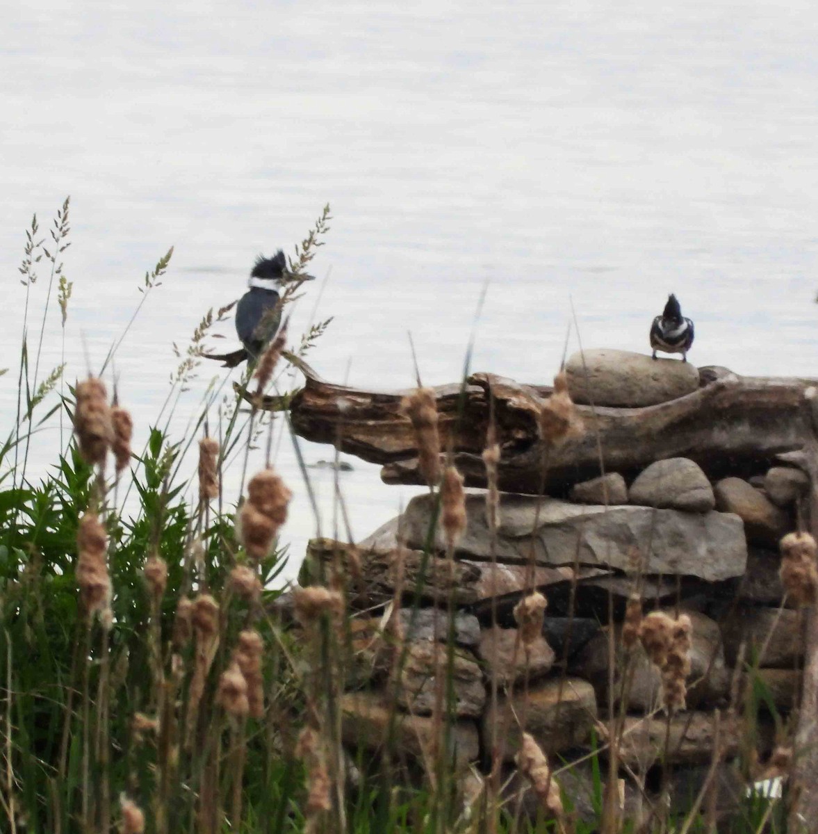 Belted Kingfisher - ML620515119
