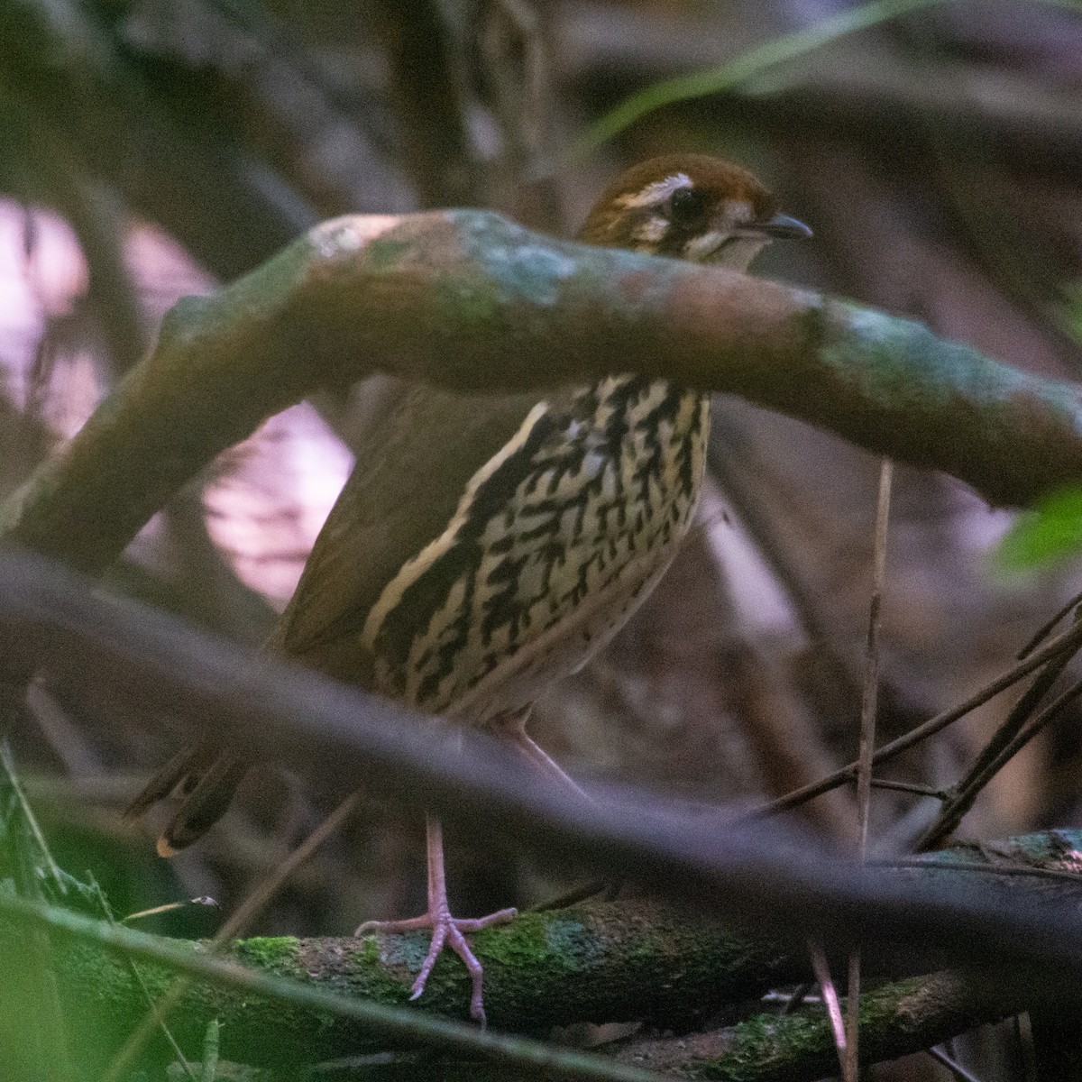 Such's Antthrush - ML620515124