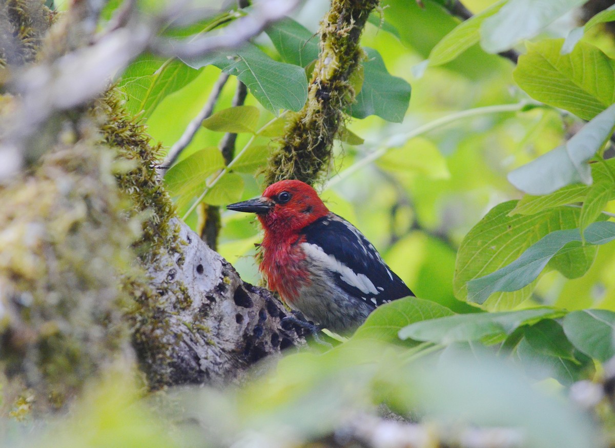 Red-breasted Sapsucker - ML620515125