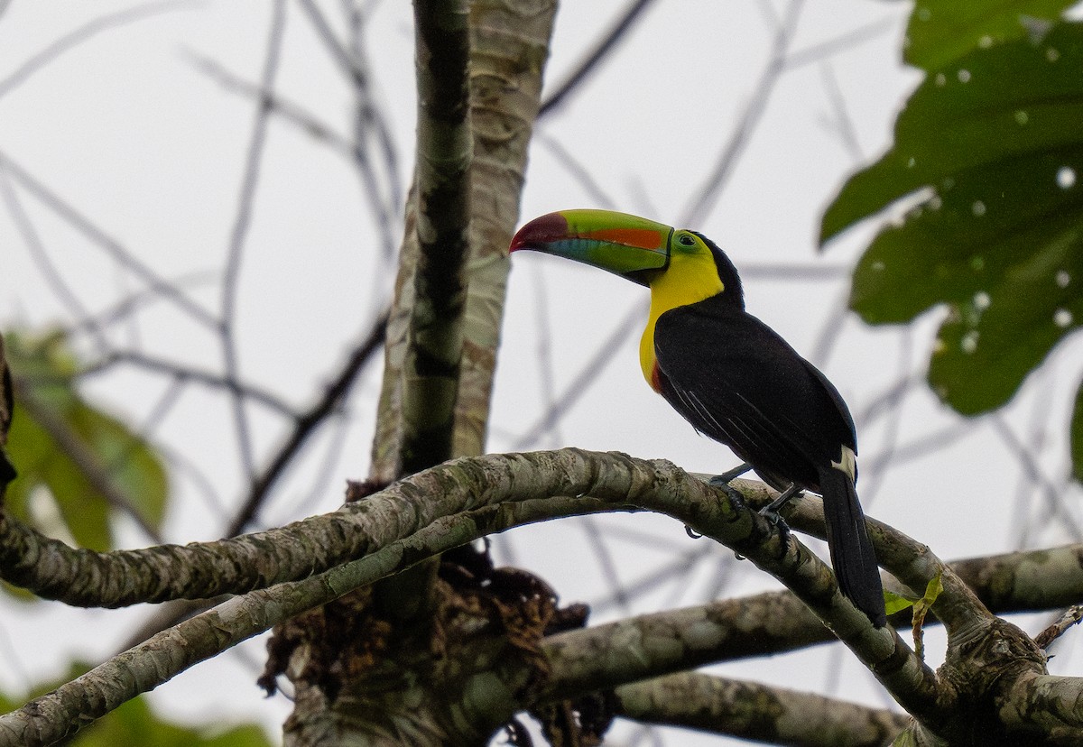 Keel-billed Toucan - ML620515126