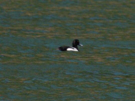 Greater Scaup - ML620515131