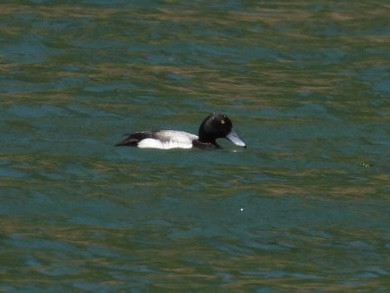 Greater Scaup - Tiffany Erickson