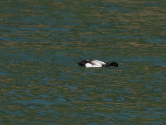 Greater Scaup - ML620515133