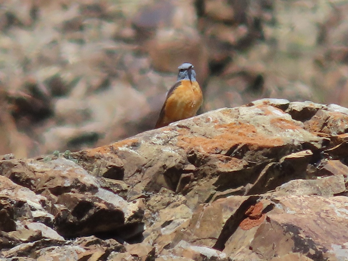 Rufous-tailed Rock-Thrush - ML620515137