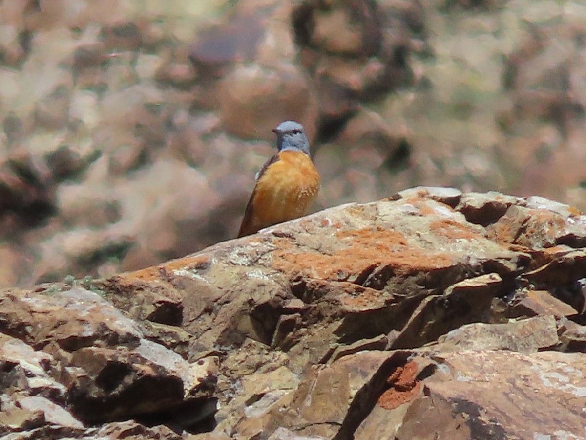 Rufous-tailed Rock-Thrush - ML620515142