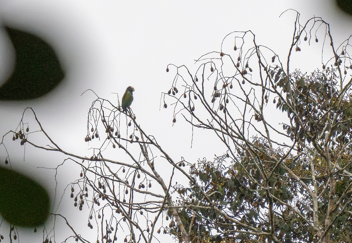 White-crowned Parrot - ML620515143