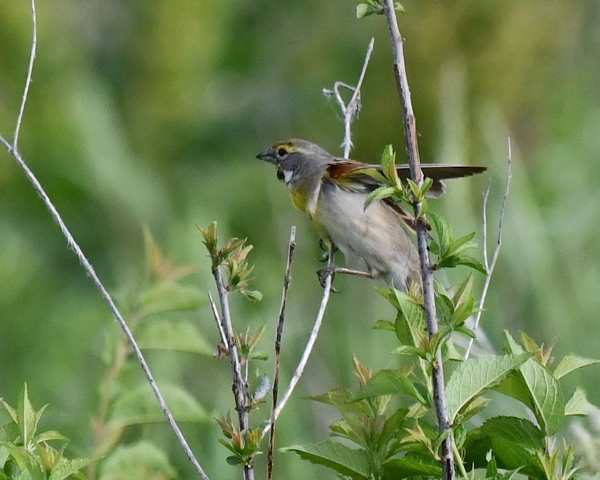 Dickcissel d'Amérique - ML620515147