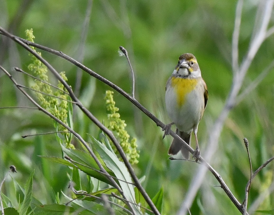 Dickcissel - ML620515148