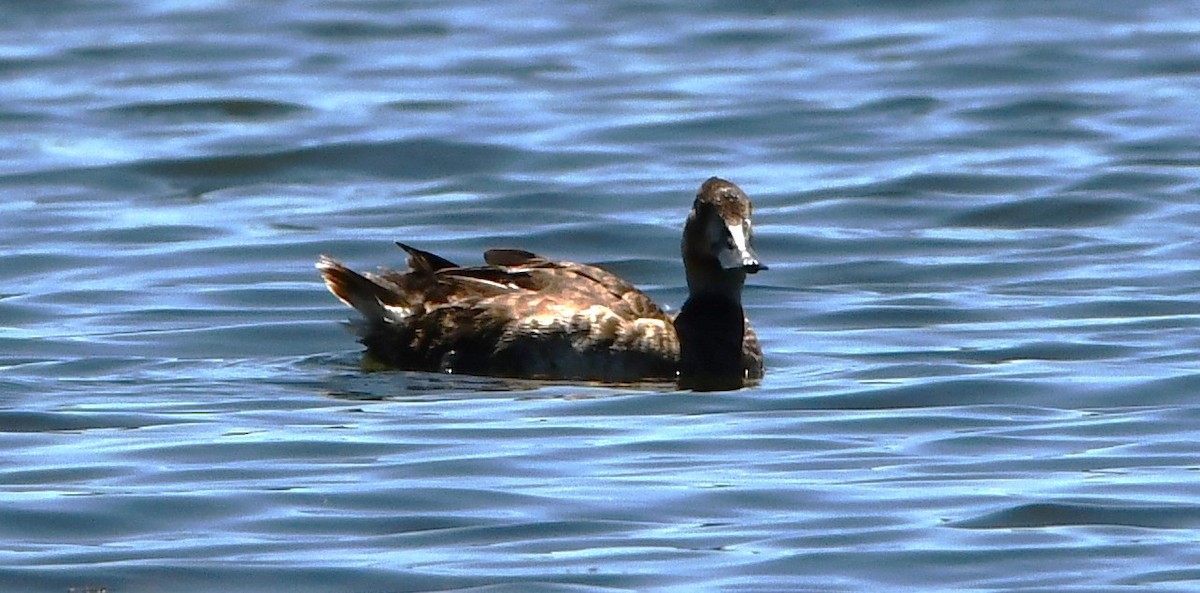 Lesser Scaup - ML620515149