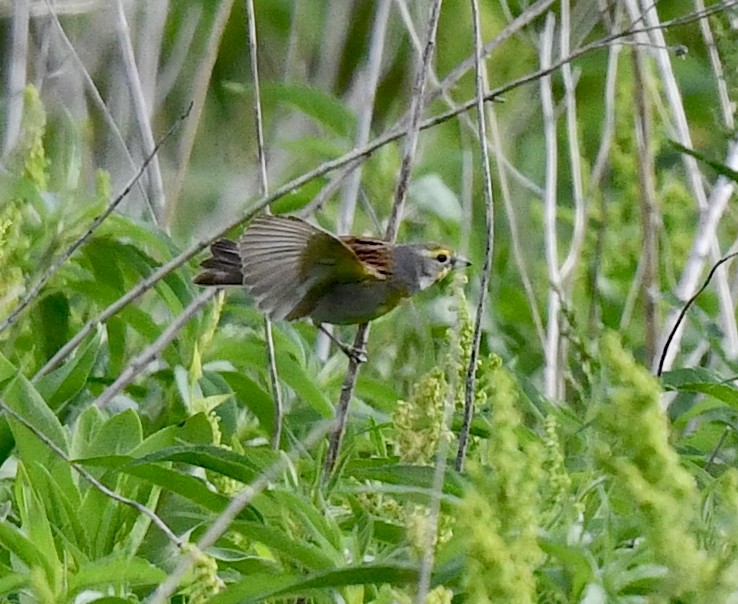 Dickcissel - ML620515152