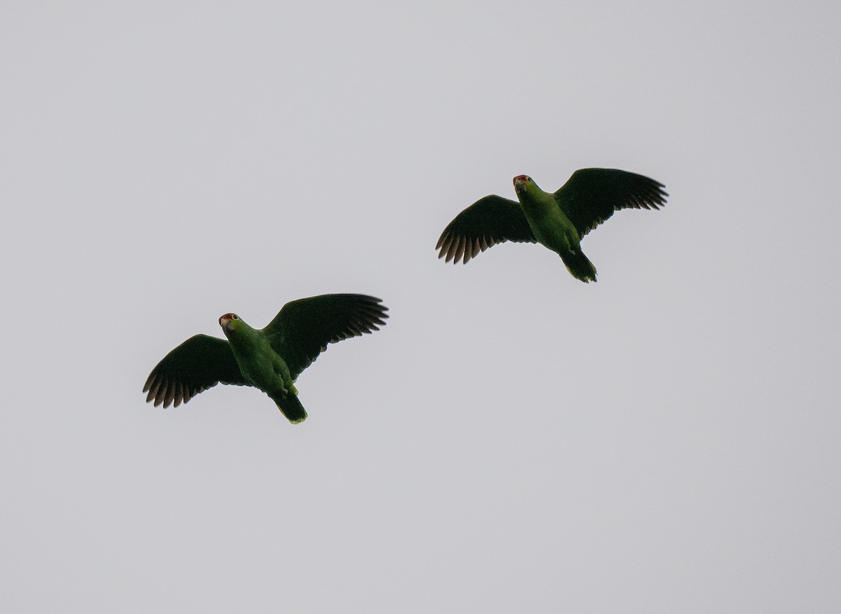 Red-lored Parrot - ML620515155