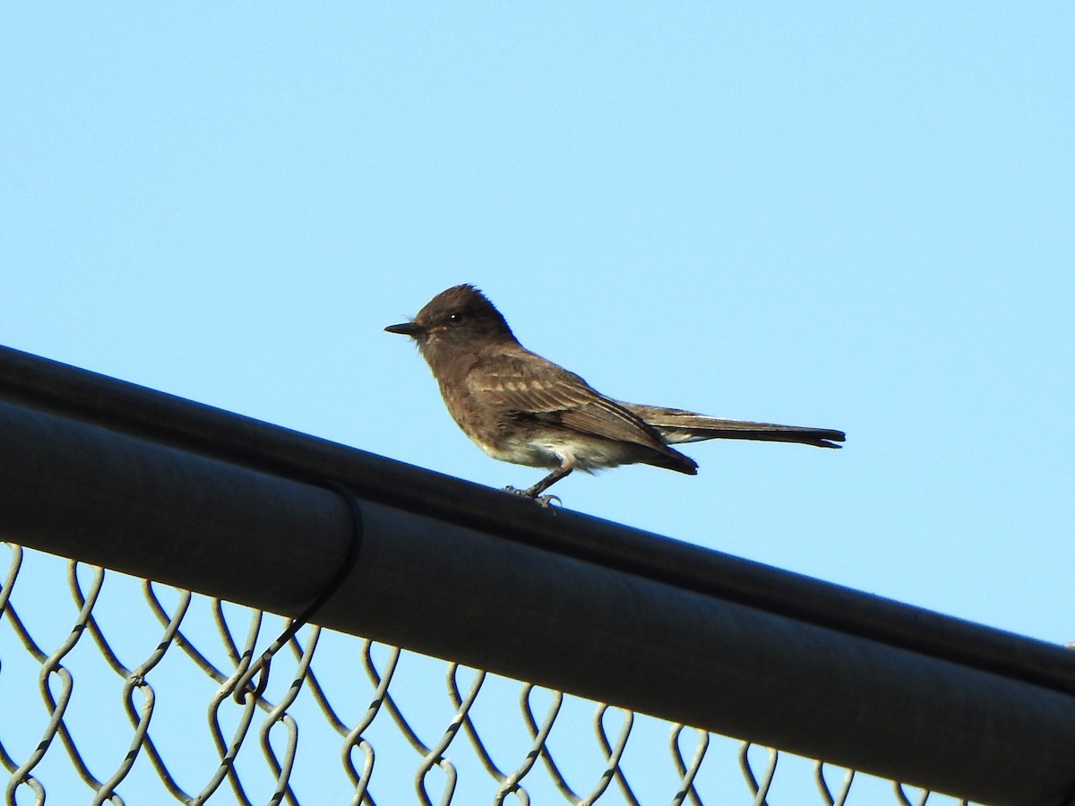 Black Phoebe - ML620515156