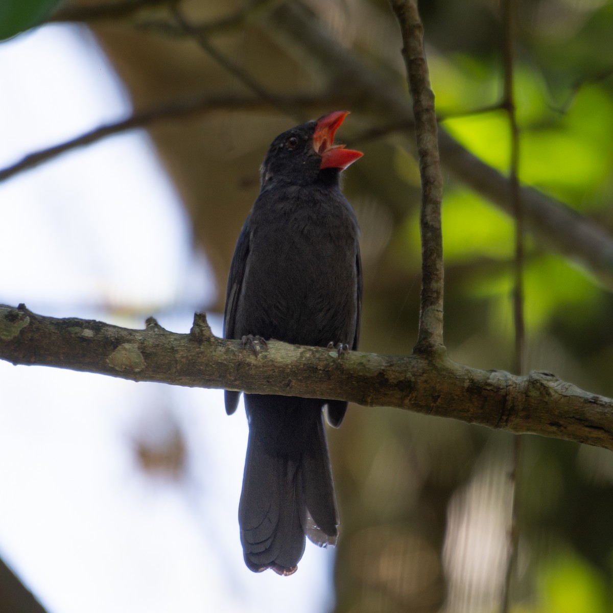 Black-throated Grosbeak - ML620515158