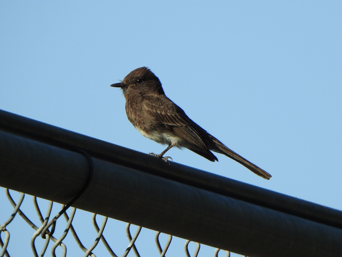 Black Phoebe - ML620515159