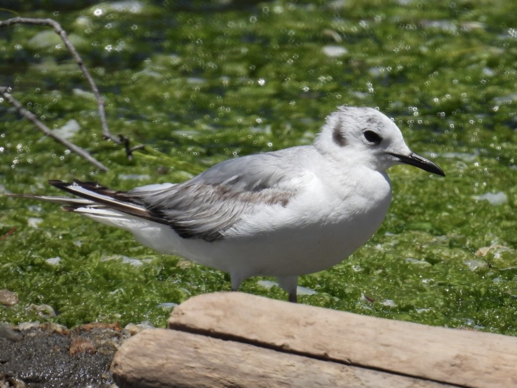 Bonaparte's Gull - ML620515163