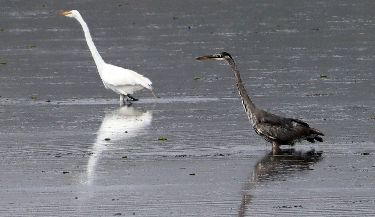 Great Egret - ML620515167