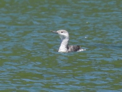 Red-throated Loon - ML620515170