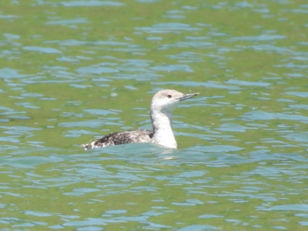 Red-throated Loon - ML620515171