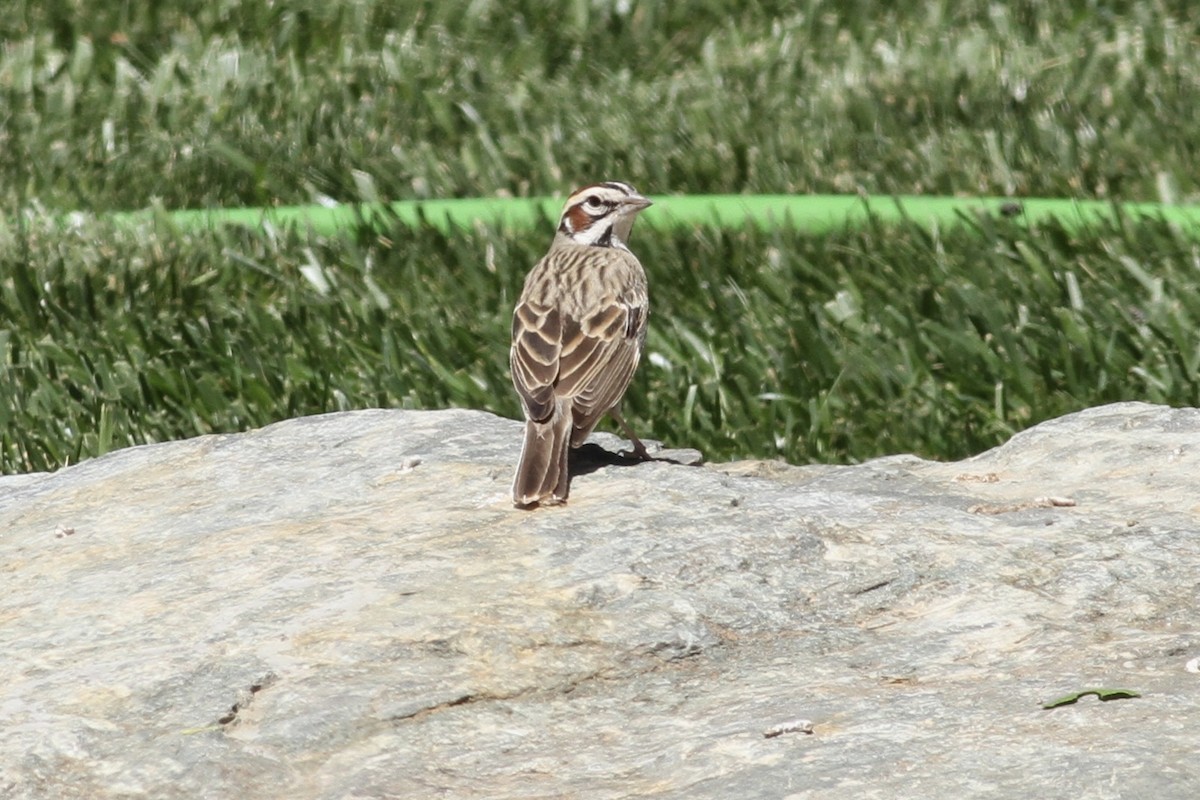 Lark Sparrow - ML620515173