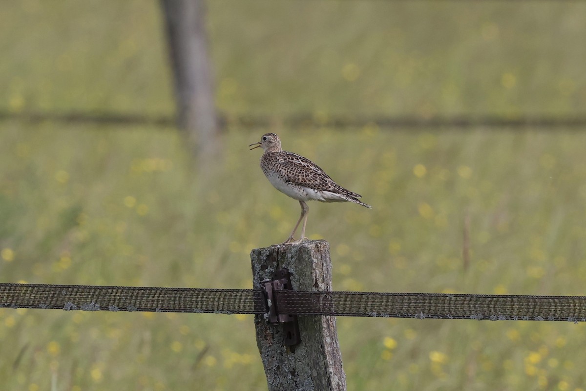 Upland Sandpiper - ML620515176