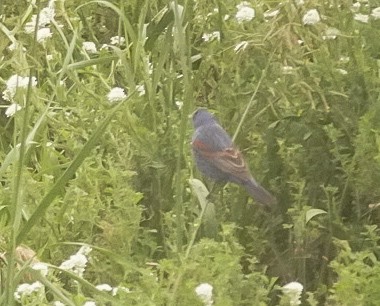 Blue Grosbeak - ML620515180