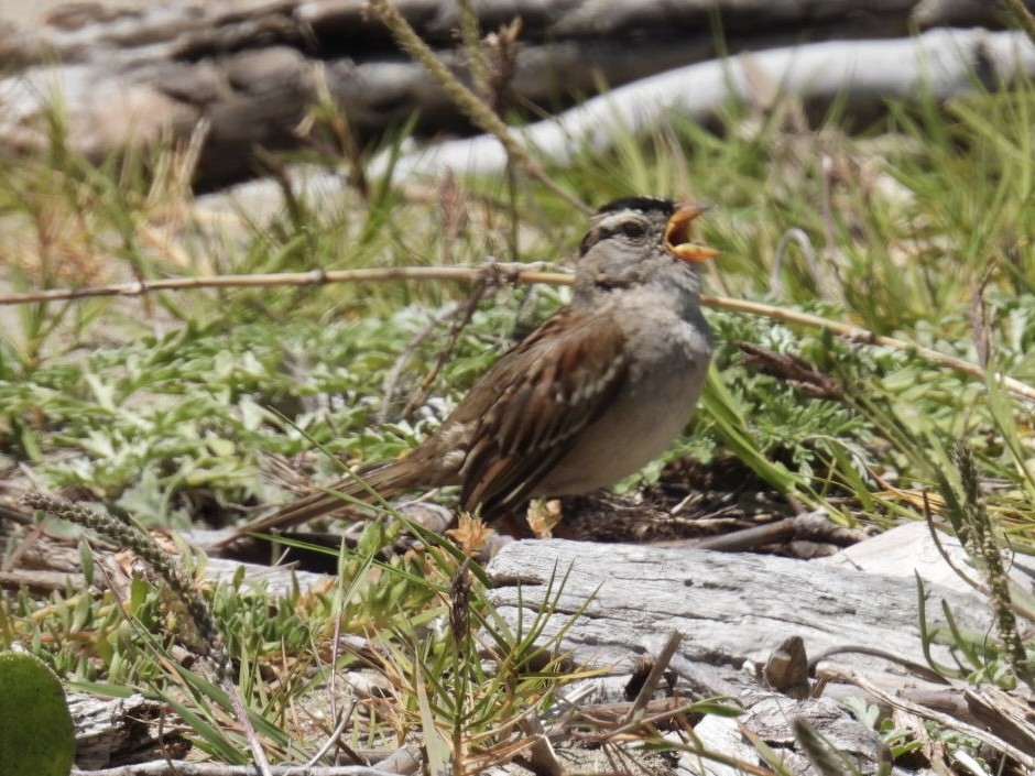 White-crowned Sparrow - ML620515185