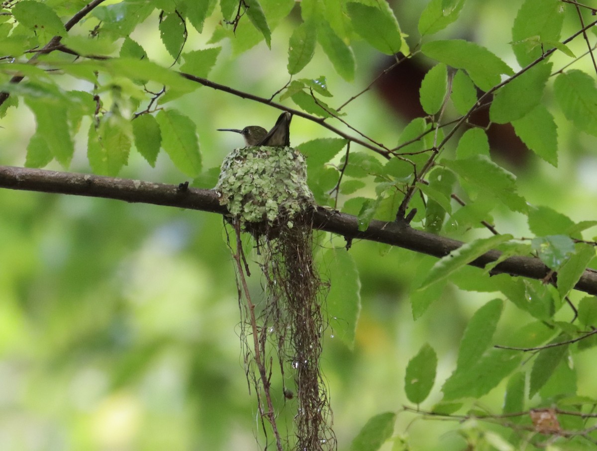 Ruby-throated Hummingbird - ML620515188