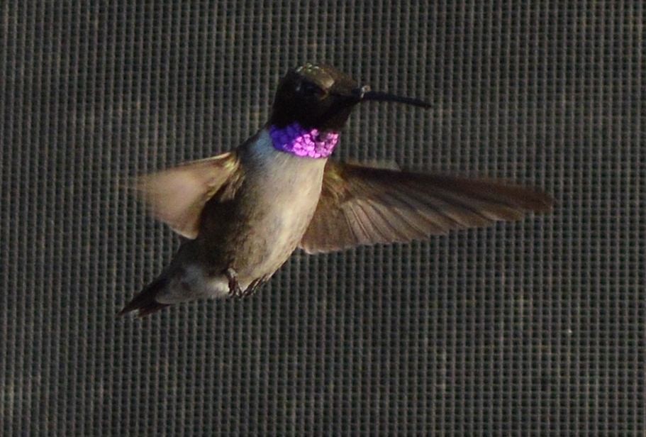 Black-chinned Hummingbird - ML620515189