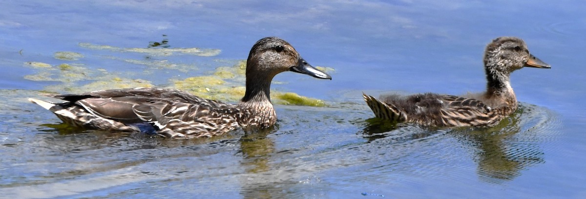 Canard colvert - ML620515192