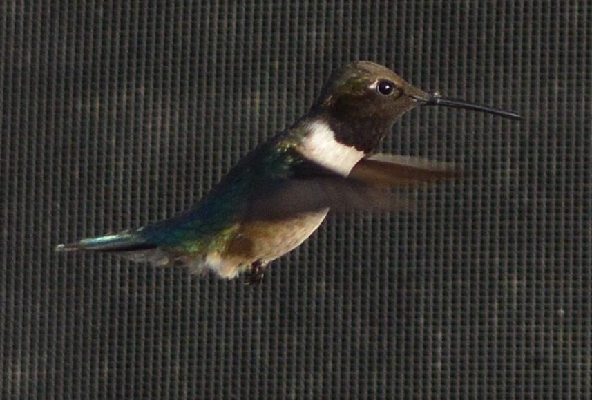 Black-chinned Hummingbird - ML620515196